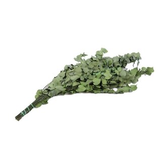 4A Preserved Eucalyptus Stuartiana | Colour: Green | Length ± 65 centimetre | Weight 150 gram | Per bunch