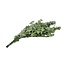 Preserved Eucalyptus Stuartiana | Colour: Green | Length ± 65 centimetre | Weight 150 gram | Per bunch