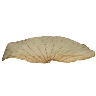 4A Dried Lotus Leaves | Colour: Green | Dry decoration | Length 60 centimeter | Width 35 centimeter | Per 10 leaves