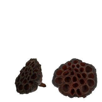 4A Dried Lotus Seed Pods | Colour: Brown | Dried decoration | Diameter 8 - 10 centimeter | Per 50 seed pods