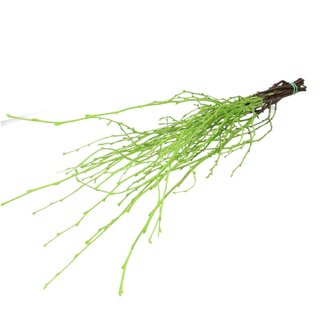 4A Dried Birch Branches | Colour: Apple green | Dried decoration | Length ± 70 centimetre | Per 10 branches