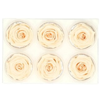 4A Gepreserveerde Rozen | Kleur: Champagnekleurig | Diameter 6 centimeter | Per 6 rozen