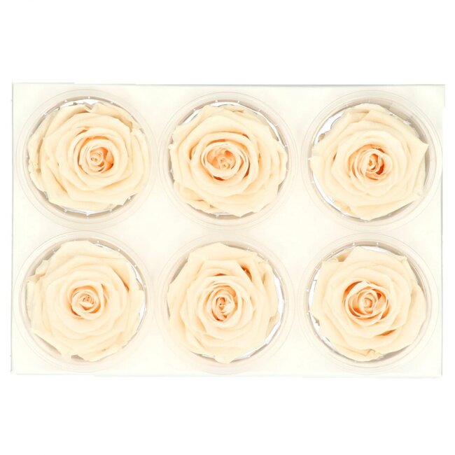 Preserved Rose | Colour: Champagne-coloured | Diameter 6 centimetre | Per 6 roses
