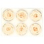 Gepreserveerde Roos | Kleur: Champagnekleurig | Diameter 6 centimeter | Per 6 rozen