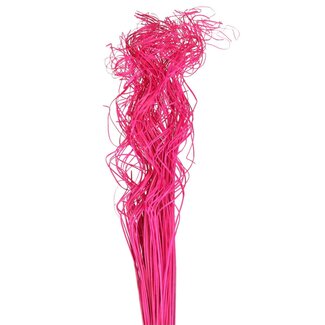4A Gedroogd Palmblad Nerf | Curly Ting Ting | Kleur: Fuchsia | Droogdecoratie | Lengte ± 70 centimeter | Gewicht 200 gram | Per bos