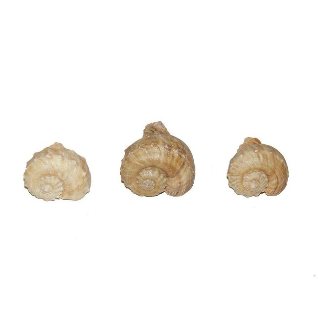 Chirater Shells | Colour: Cream-coloured | Contents 1 kilo | Per bag
