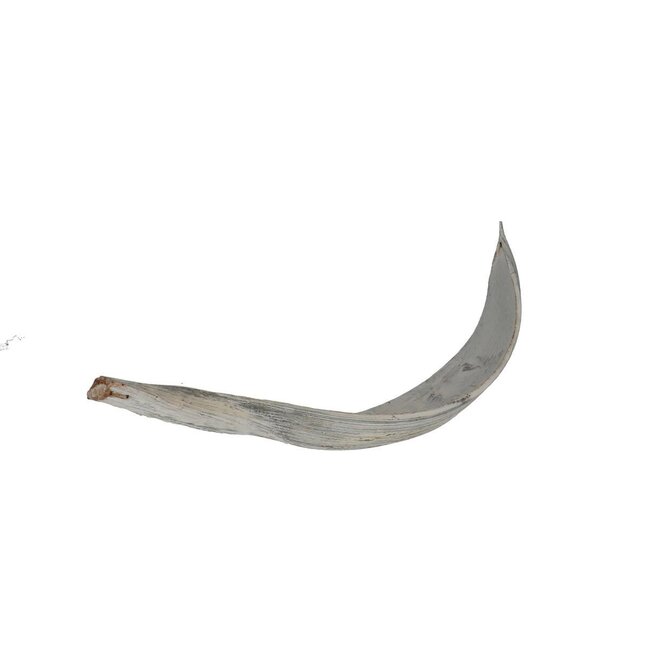 Gedroogd Kokosnoot Blad | Kleur: Natuurlijk Wit | Droogdecoratie | Lengte 27 - 40 centimeter | Per 10 bladeren