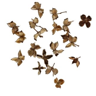 4A Gedroogde Katoenpeulen | Kleur: Bruin | Droogdecoratie | Per 150 gram