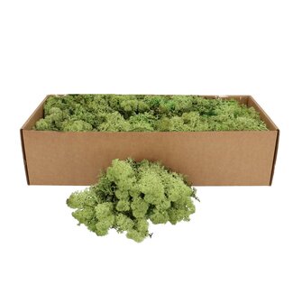 4A Preserved Reindeer Moss | Colour: Apple green | Dry decoration | Weight 400 - 500 gram | Per box