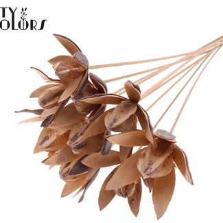 QC Wild Lily seed pod on stem | Colour: Frosted salmon-coloured | Length stem pick ± 50 centimeter | Per 10 stem picks