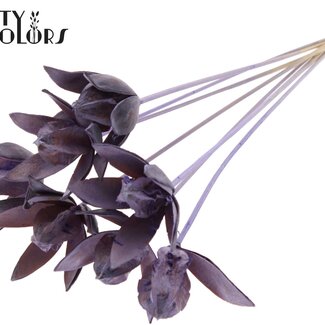 QC Wild Lily seed pod on stick | Colour: Frosted Milk Purple | Length stem pick ± 50 centimetre | Per 10 stem picks