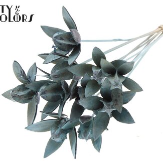 QC Wild Lily seedpod on stick | Colour: Frosted Light Blue | Length pick ± 50 centimeter | Per 10 picks