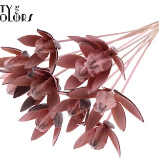 QC Wild Lily seedpod on stem | Colour: Frosted Pink | Length of stem pick ± 50 centimetres | Per 10 stem picks