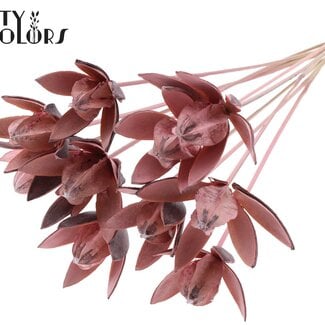 QC Wilde Lilie Samenschote auf Stab | Farbe: Frosted Rosa | Länge Stecker ± 50 centimeter | Pro 10 Stecker