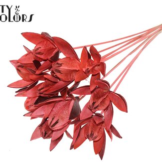 QC Wild Lily seed pod on stem | Colour: Coral-coloured | Length stem pick ± 50 centimetre | Per 10 stem picks