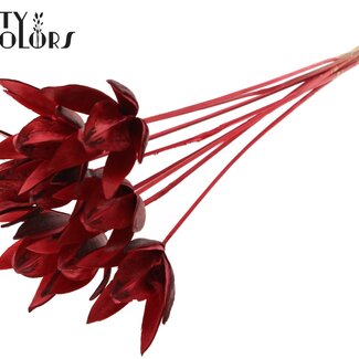 QC Wilde Lelie zaadpeul op stok | Kleur: Rood | Lengte bijsteker ± 50 centimeter | Per 10 bijstekers