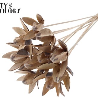 QC Wilde Lelie zaadpeul op stok | Kleur: Frosted Natuurlijk Wit | Lengte bijsteker ± 50 centimeter | Per 10 bijstekers