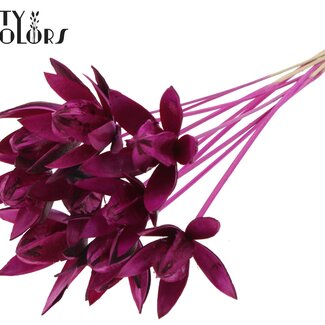 QC Wild Lily seedpod on stick | Colour: Lilac-coloured | Length stem pick ± 50 centimeter | Per 10 stem picks