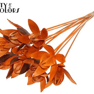 QC Wild Lily seed pod on stake | Colour: Orange | Length stem pick ± 50 centimeter | Per 10 stem picks