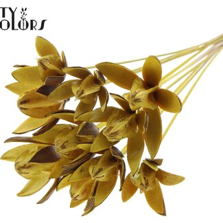 QC Wild Lily seed pod on stem | Colour: Yellow | Length stem pick ± 50 centimeter | Per 10 stem picks