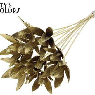 QC Wild Lily seed pod on stem | Colour: Gold-coloured | Length stem pick ± 50 centimeter | Per 10 stem picks