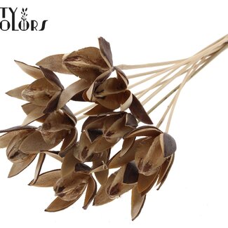 QC Wilde Lelie zaadpeul op stok | Kleur: Natuurlijk Bruin | Lengte bijsteker ± 50 centimeter | Per 10 bijstekers