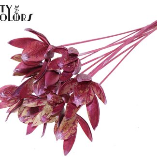QC Wild Lily seed pod on stem | Colour: Metallic Pink | Length stem pick ± 50 centimeter | Per 10 stem picks