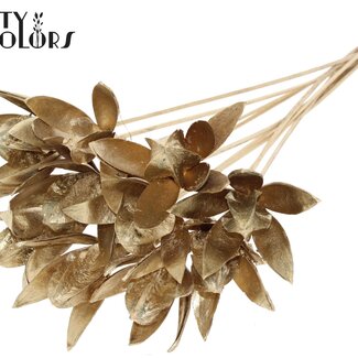 QC Wild Lily seed pod on stem | Colour: Antique Gold-coloured | Length stem pick ± 50 centimeter | Per 10 stem picks