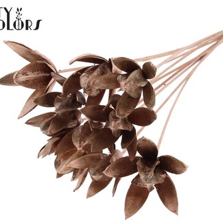QC Wild Lily seed pod on stick | Colour: Copper-coloured | Length stem pick ± 50 centimetre | Per 10 stem picks