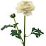 Ranonkel Kunstbloem | Kleur: Natuurlijk Wit | Ranunculus kunstbloemen | Lengte ± 45 centimeter | 2 bloemkoppen per steel | Per kunstbloem