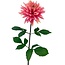 Dahlia Artificial flower | Colour: Pink | Length ± 70 centimetre | Per piece