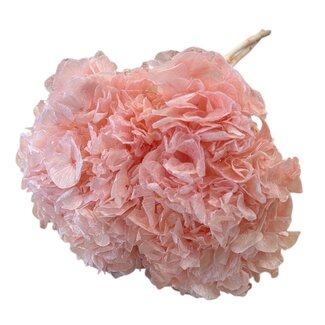 Casa Alegria Hydrangea Hortensia Gepreserveerd | Kleur: Roze | Lengte ± 50 centimeter | Diameter 15 centimeter | Per steel