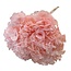 Hydrangea Hydrangea Preserved | Colour: Pink | Length ± 50 centimeter | Diameter 15 centimeter | Per stem