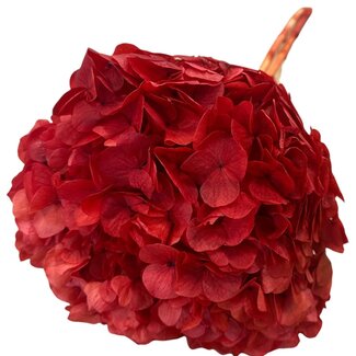 Casa Alegria Hydrangea Hortensia Preserved | Colour: Red | Length ± 50 centimeter | Diameter 15 centimeter | Per stem