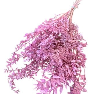 Casa Alegria Dried Ruscus Mouse Thorn | Colour: Dark pink | Length ± 70 centimeter | Weight 100 gram | Per bunch