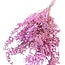 Dried Ruscus Mouse Thorn | Colour: Dark pink | Length ± 70 centimetre | Weight 100 gram | Per bunch