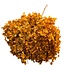 Hydrangea Hortensie Konserviert | Farbe: Orange | Länge ± 70 centimeter | Pro Stiel