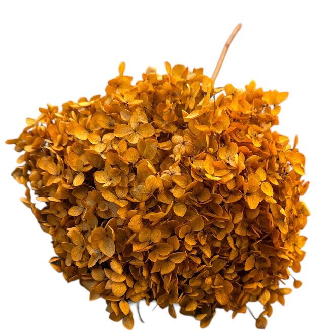 Hydrangea Hydrangea Preserved | Colour: Orange | Length ± 70 centimeter | Per stem