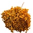 Hydrangea Hortensia Gepreserveerd | Kleur: Oranje | Lengte ± 70 centimeter | Per steel