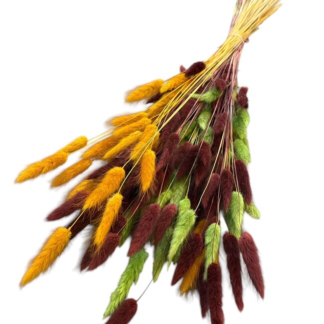 Lagurus Hazenstaartje Boeket “Autumn Mix” | Kleur: Gemengde Kleuren | Lengte ± 70 centimeter | Gewicht 100 gram | Per boeket