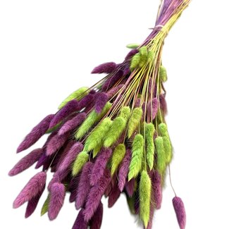 Casa Alegria Lagurus Hare's-tail Bouquet “Lilac Lime” | Colour: Lilac Limegreen | Length ± 70 centimeter | Weight 100 gram | Per bouquet