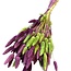 Lagurus Hazenstaartje Boeket “Lila Lime” | Kleur: Lila Limegroen | Lengte ± 70 centimeter | Gewicht 100 gram | Per boeket