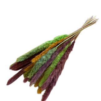 Casa Alegria Gedroogde Pampasgras Pluimen “Autumn Mix” | Kleur: Gemengde Kleuren | Lengte ± 50 centimeter | Per 20 stelen