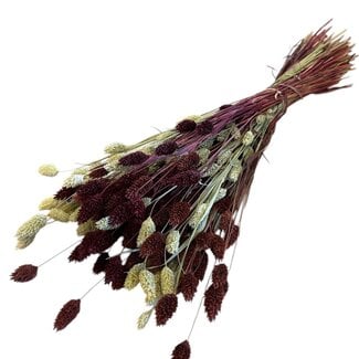 Casa Alegria Phalaris Bouquet “Bordeaux Natural” | Colour: Bordeaux | Length ± 65 centimetre | Weight 150 gram | Per bouquet