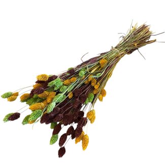 Casa Alegria Phalaris Bouquet “Autumn” | Colour: Mixed Colours | Length ± 65 centimetre | Weight 150 gram | Per bouquet