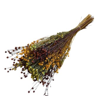Casa Alegria Dried Flax Linum “Autumn Mix” | Colour: Mixed Colours | Length ± 60 centimeter | Weight 150 gram | Per bunch