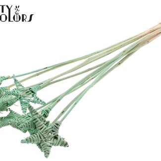 QC Rattan Lata Star on stick | Colour: Frosted Mint green | Flat spike | Length ± 50 centimetre | Per 10 stakes