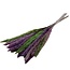 Preserved Pampas Plumes “Lilac Lime” | Colour: Purple Green | Length ± 50 centimetre | Per 20 plumes