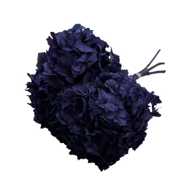 Preserved Hydrangea | Colour: Dark blue | Hydrangea dried flowers | Length ± 30 centimetre | Weight 50 gram | Per bunch