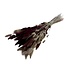 Bouquet dried flowers Lagurus "Bordeaux Natural Mix" | Length ± 70 centimetre | with dark red and natural dried flowers